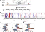 Characterization of the neural stem cell gene regulatory network identifies OLIG2 as a multifunctional regulator of self-renewal