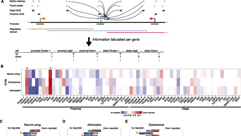 Characterization of the neural stem cell gene regulatory network identifies OLIG2 as a multifunctional regulator of self-renewal